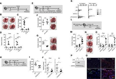 Immunoregulatory Monocyte Subset Promotes Metastasis Associated With Therapeutic Intervention for Primary Tumor